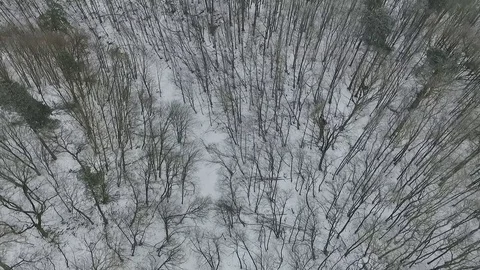 Winter Fly(cold forest) Stock Footage 80456748