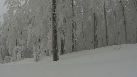 In the winter foggy beech forest Stock Footage 101545516