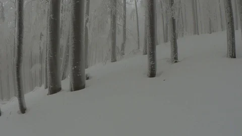 In the winter foggy beech forest Stock Footage 101545539