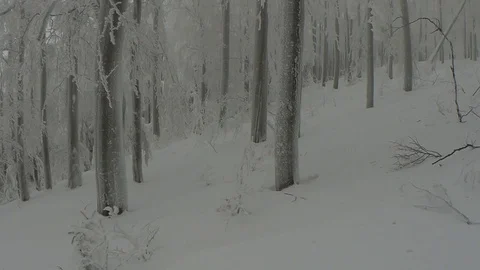 In the winter foggy beech forest Stock Footage 101545561