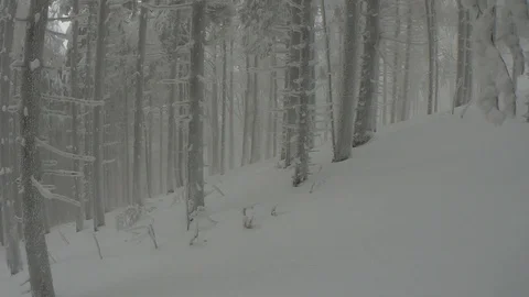 In the winter foggy beech forest Stock Footage 101545563