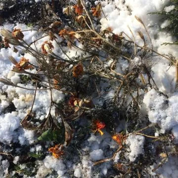 Winter Fon (second version) Foto stock