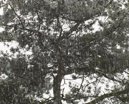 Winter Stock Footage 63392