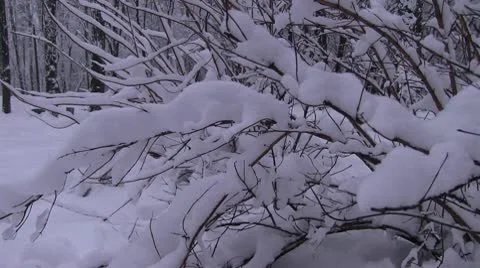 Winter Stock Footage 10710400