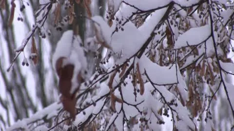 Winter Stock Footage 10710404