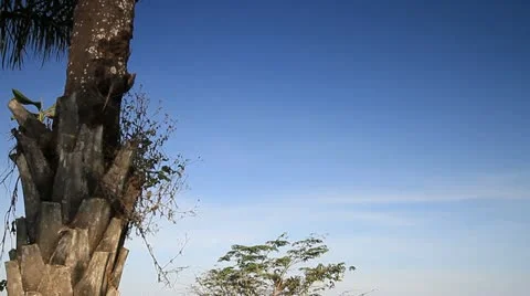 Winter Video stock 16171374