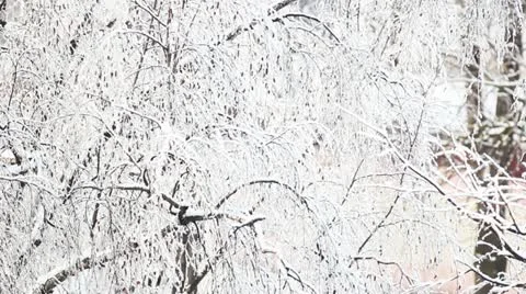  winter Stockbeeldmateriaal 21371443