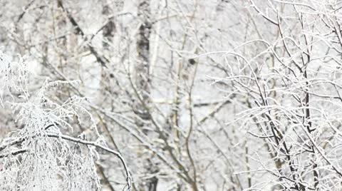  winter 库存影片 21372349