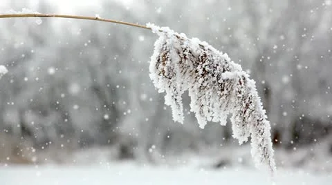 Winter Stock Footage 24672241