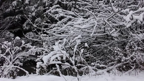 Winter Stock Footage 82572759