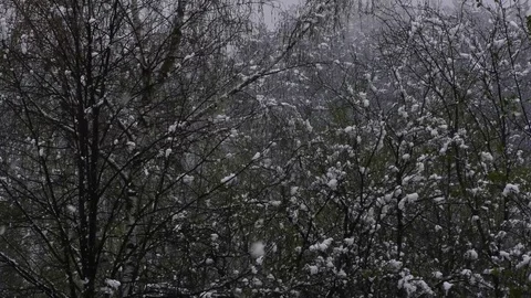 Winter Stock Footage 82573508