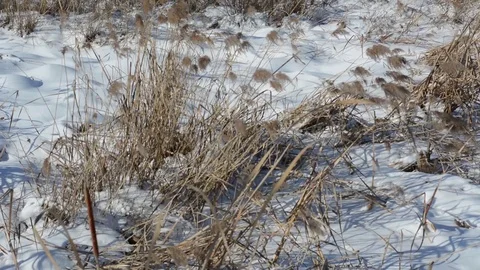 Winter 動画素材 85217656