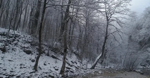 Winter Stock Footage 85437256