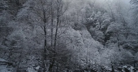 Winter Stock Footage 85437411