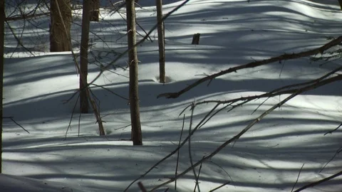 Winter Stock Footage 123936540