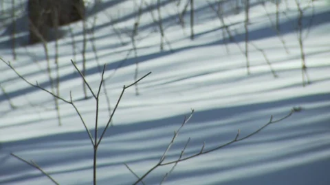 Winter Stock Footage 123936672