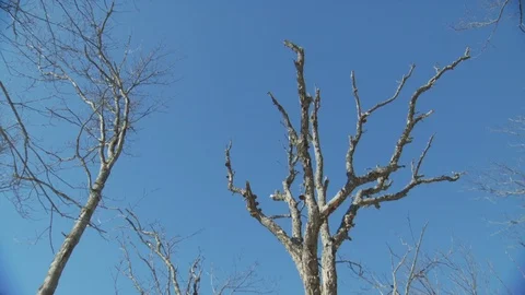 Winter Stock Footage 123936752