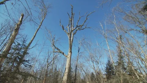 Winter Stock Footage 123936803