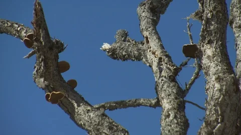 Winter Stock Footage 123936852