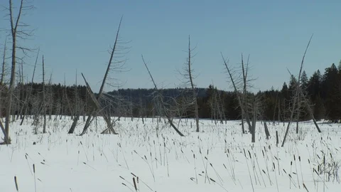 Winter Video stock 123937079