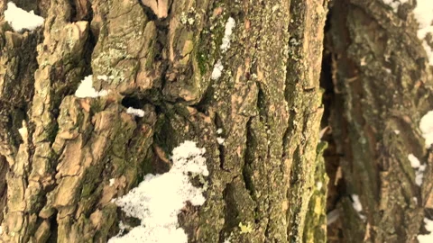 Winter, footprints in the snow, trees in the snow Stock Footage 148129782