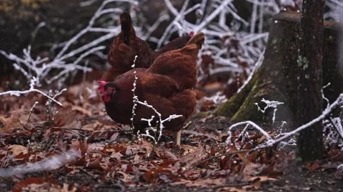 Winter Foragers: Red Hens Navigating a Frosted Forest Floor Stockbeeldmateriaal 323975762