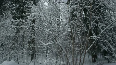 Winter forest 06 Stock Footage 21240252