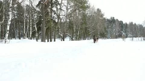 Winter forest 07 Stock Footage 21240304