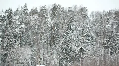 Winter forest 08 Stock Footage 21240322