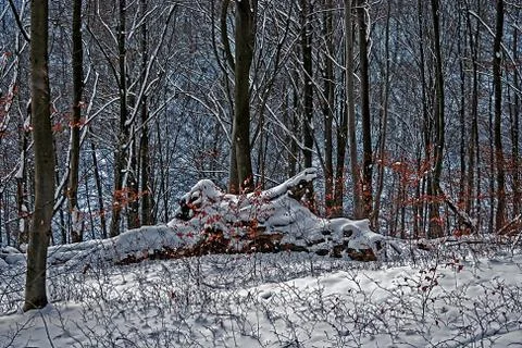 Winter in the forest 1 Stock Photos