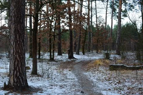 Winter forest-1 Stock Photos