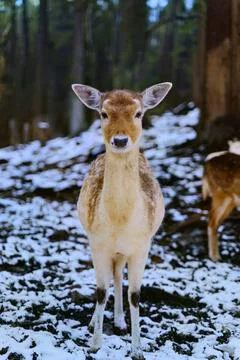 Winter Forest - 1 Stock Photos