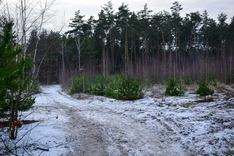 Winter forest-10 Stock Photos