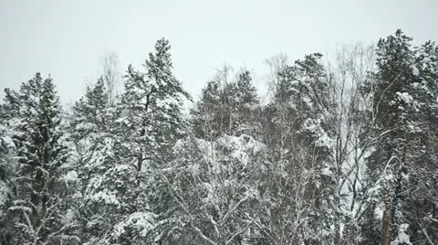 Winter forest 11 Stock Footage 21240679