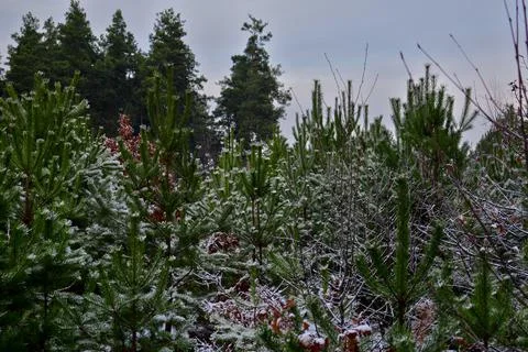 Winter forest-11 Stock Photos