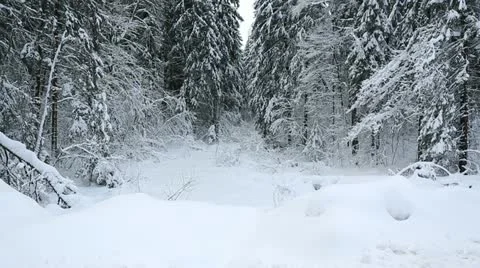 Winter forest 12 Stock Footage 21240692