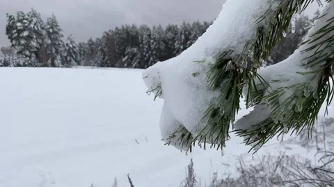 Winter Forest 12 Stock Footage 288117581