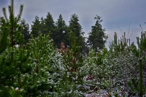 Winter forest-12 Stock Photos