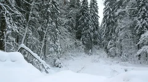 Winter forest 13 Stock Footage 21240780