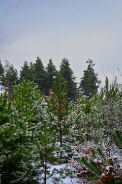 Winter forest-13 Stock Photos