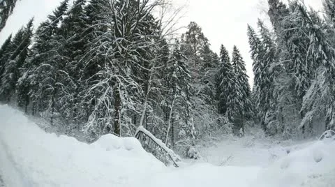 Winter forest 14 Stock Footage 21240772