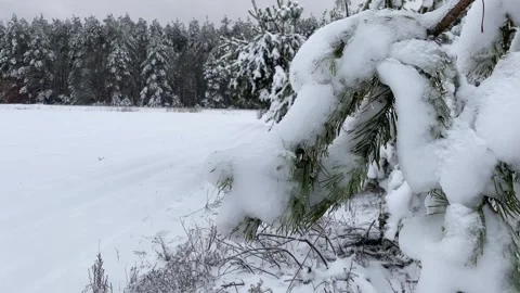 Winter Forest 14 Stock Footage 288117569