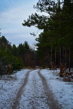 Winter forest-14 Stock Photos