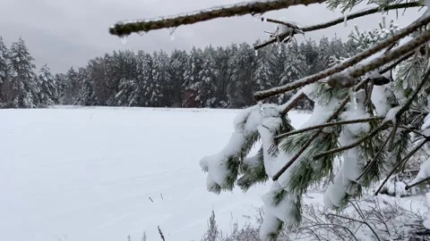 Winter Forest 15 Stock Footage 288117557
