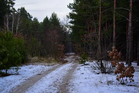 Winter forest-15 Stock Photos