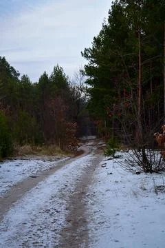 Winter forest-16 Stock Photos