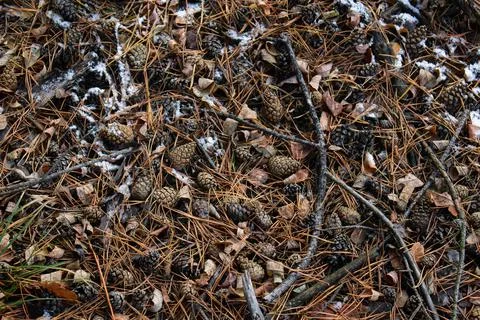 Winter forest-17 Stock Photos