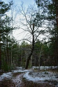Winter forest-18 Stock Photos