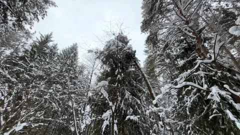 Winter Forest 180 POV - Half Circle Camera Pan Through Snowy Woodland Stock Footage 327845159