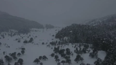 Winter Forest 180 View Stock Footage 207014632